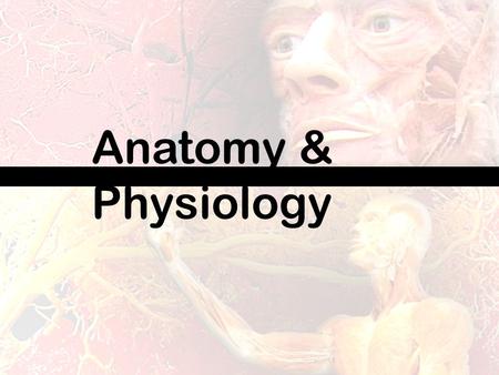Anatomy & Physiology. Anatomy and Physiology is the study of the Human Body! All of the major systems- which organs are involved and how they all work.