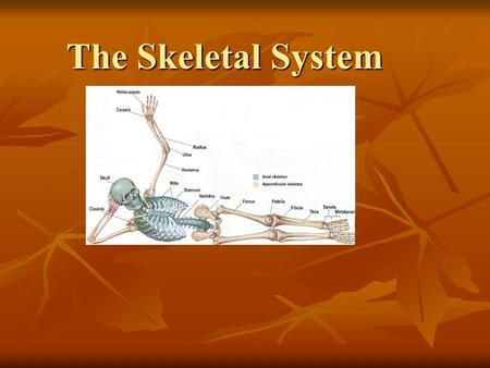 The Skeletal System. What is a Bone? What is a Bone? What is a Bone? What is a Bone? The Inside of a Bone The Inside of a Bone The Inside of a Bone The.