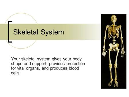 Skeletal System Your skeletal system gives your body shape and support, provides protection for vital organs, and produces blood cells.
