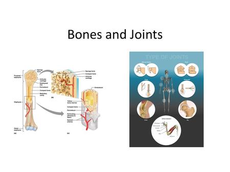 Bones and Joints.