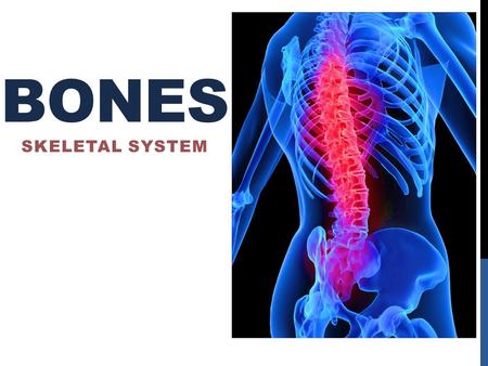 Bones Skeletal system.