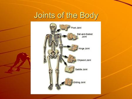 Joints of the Body. Connective Tissue Is classed as soft tissue Is flexible (to a degree) CARTILAGE Is only slightly elastic Coats the ends of bones in.