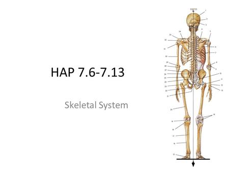 HAP 7.6-7.13 Skeletal System.