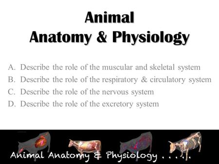 Animal Anatomy & Physiology A.Describe the role of the muscular and skeletal system B.Describe the role of the respiratory & circulatory system C.Describe.