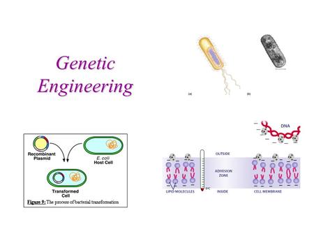 Genetic Engineering What is Genetic Engineering? Genetic Engineering = inserting a foreign gene of interest into a host to transcribe and translate a.