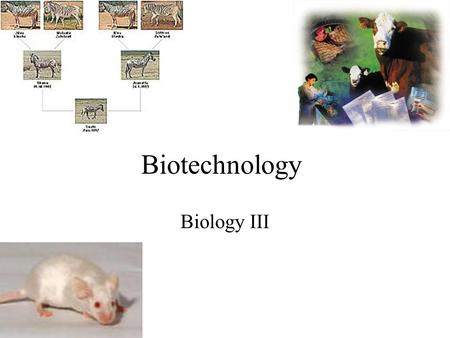 Biotechnology Biology III. Bellringer 1/10/12 What are the 4 bases in DNA? What is Transcription? What is Translation?