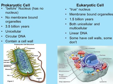Prokaryotic Cell “before” Nucleus (has no nucleus) No membrane bound organelles 3.5 billion years Unicellular Circular DNA Contain a cell wall Eukaryotic.