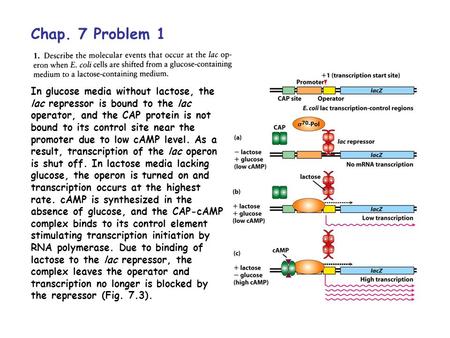 Chap. 7 Problem 1 In glucose media without lactose, the lac repressor is bound to the lac operator, and the CAP protein is not bound to its control site.