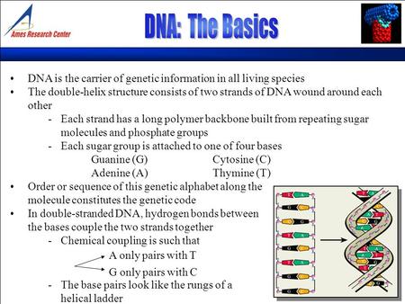 DNA is the carrier of genetic information in all living species The double-helix structure consists of two strands of DNA wound around each other -Each.