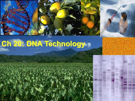 Ch 20: DNA Technology. The mapping and sequencing of the human genome has been made possible by advances in DNA technology. Human genome project We are.