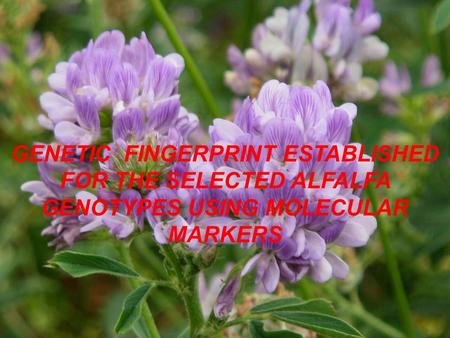 GENETIC FINGERPRINT ESTABLISHED FOR THE SELECTED ALFALFA GENOTYPES USING MOLECULAR MARKERS.