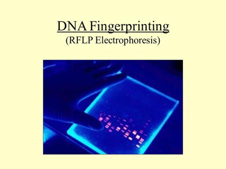 (RFLP Electrophoresis)