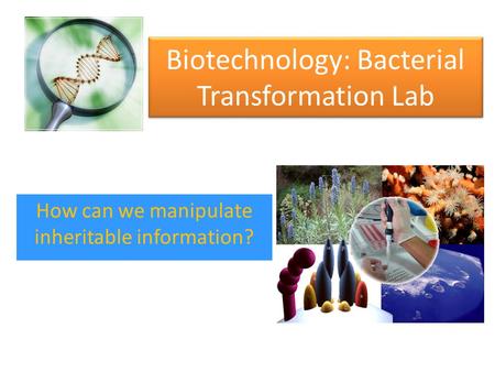 Biotechnology: Bacterial Transformation Lab