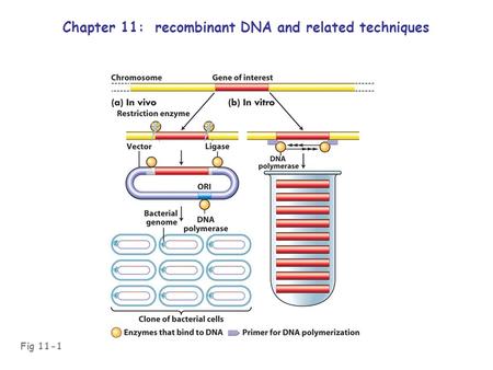 Fig 11-1 Chapter 11: recombinant DNA and related techniques.