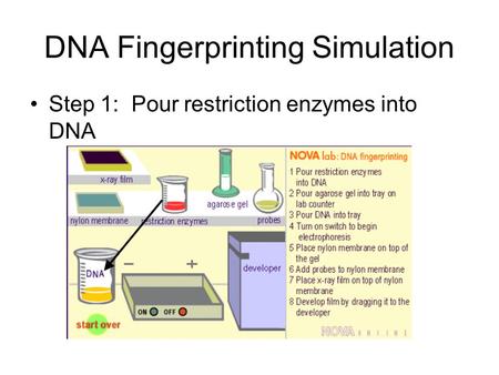 DNA Fingerprinting Simulation Step 1: Pour restriction enzymes into DNA.