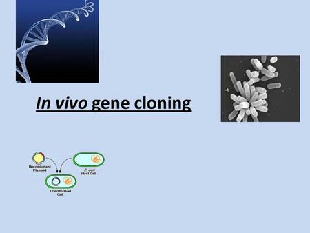 In vivo gene cloning. Can you remember... What we mean by in vitro and in vivo?