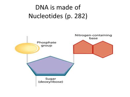 DNA is made of Nucleotides (p. 282). Nitrogen Bases.