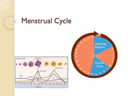 Menstrual Cycle. The Cycle Strongly linked to the endocrine system (hormone based) Typically takes 28 days to cycle through 4 phases ◦ Follicular ◦ Ovulation.