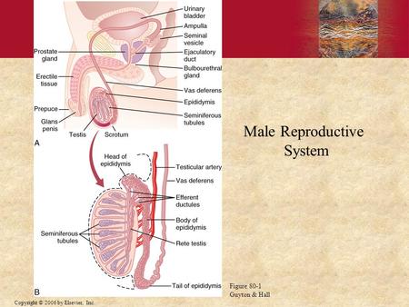 Copyright © 2006 by Elsevier, Inc. Male Reproductive System Figure 80-1 Guyton & Hall.
