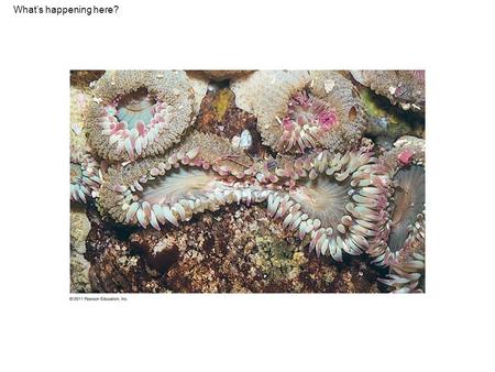 What’s happening here? Figure 46.2 Asexual reproduction of a sea anemone (Anthopleura elegantissima).
