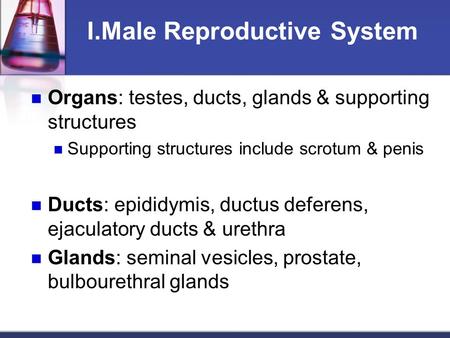 I.Male Reproductive System