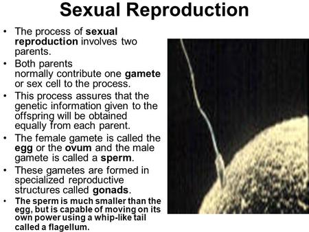 Sexual Reproduction The process of sexual reproduction involves two parents.   Both parents normally contribute one gamete or sex cell to the process.  
