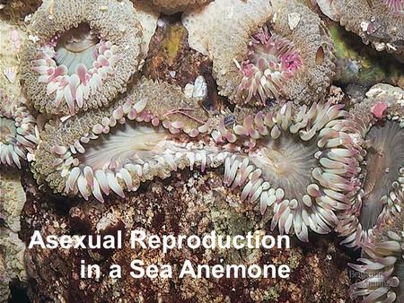Asexual Reproduction in a Sea Anemone. Overview: Doubling Up for Sexual Reproduction The two earthworms in this picture are mating Each worm produces.