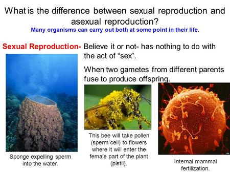 What is the difference between sexual reproduction and asexual reproduction? Sexual Reproduction- Believe it or not- has nothing to do with the act of.