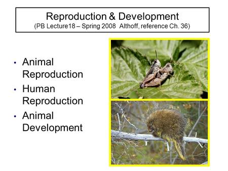 Reproduction & Development (PB Lecture18 – Spring 2008 Althoff, reference Ch. 36) Animal Reproduction Human Reproduction Animal Development.
