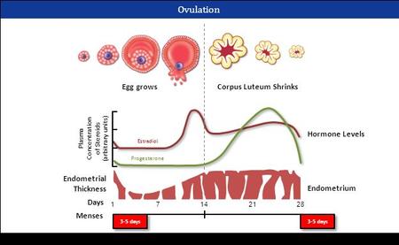 Ovulation Egg growsCorpus Luteum Shrinks Plasma Concentration of Steroids (arbitrary units) Hormone Levels Days 17142128 Estradiol Progesterone Endometrial.
