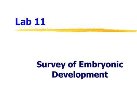 Lab 11 Survey of Embryonic Development. Lab 11  Hormonal controls of the menstrual (ovarian and uterine) cycles  Fertilization, implantation, and early.