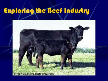 Exploring the Beef Industry