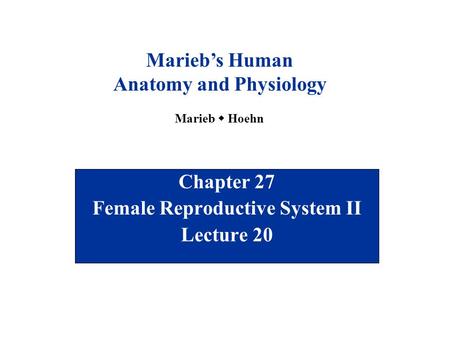 Chapter 27 Female Reproductive System II Lecture 20