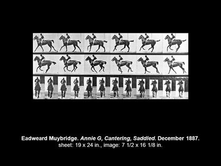 Eadweard Muybridge. Annie G, Cantering, Saddled. December 1887. sheet: 19 x 24 in., image: 7 1/2 x 16 1/8 in.