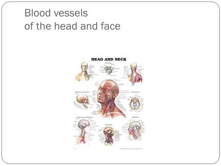 Blood vessels of the head and face