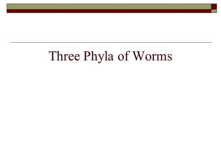 Three Phyla of Worms. Review the Animal Kingdom  4 Major Characteristics?  Multicellular  Eukaryotic  Heterotrophs  Cells lack cell walls.