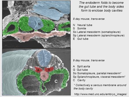 C E N The endoderm folds to become the gut tube and the body sides