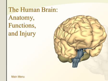 human brain powerpoint presentation