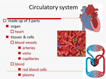 Circulatory system  made up of 3 parts organ  heart tissues & cells  blood vessels arteries veins capillaries  blood red blood cells plasma.
