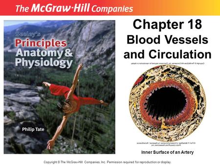 Chapter 18 Blood Vessels and Circulation Inner Surface of an Artery