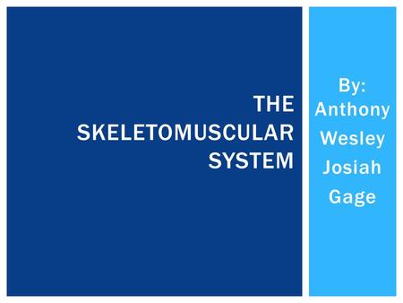 By: Anthony Wesley Josiah Gage THE SKELETOMUSCULAR SYSTEM.
