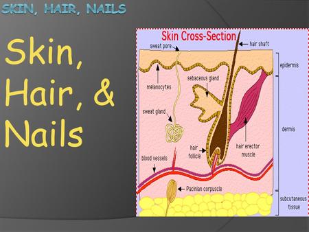 Skin, Hair, & Nails. Skin: The skin, which makes up about 15% of your total body weight, is the largest organ of the body. Many specialized structures.