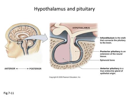 Hypothalamus and pituitary Fig.7-11. Posterior pituitary Fig.7-12 HYPOTHALAMUS Vein POSTERIOR PITUITARY.