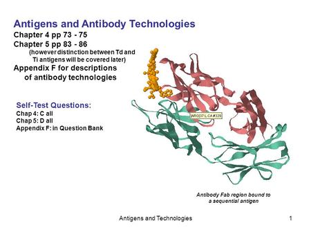 Antibody Fab region bound to a sequential antigen