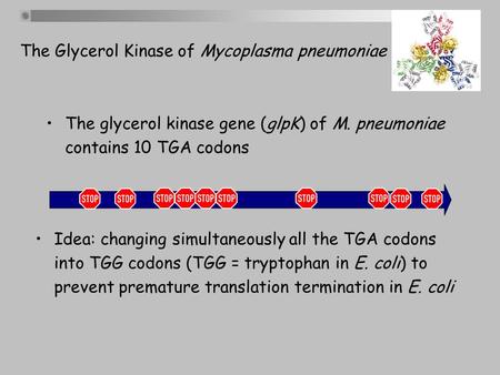 The glycerol kinase gene (glpK) of M. pneumoniae contains 10 TGA codons Idea: changing simultaneously all the TGA codons into TGG codons (TGG = tryptophan.