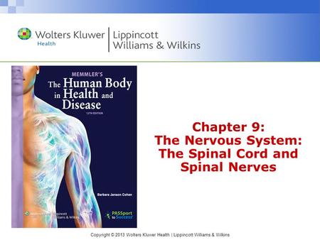 Chapter 9: The Nervous System: The Spinal Cord and Spinal Nerves