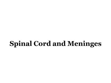 Spinal Cord and Meninges