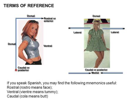 TERMS OF REFERENCE If you speak Spanish, you may find the following mnemonics useful: Rostral (rostro means face); Ventral (vientre means tummy); Caudal.