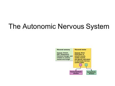 The Autonomic Nervous System. Visceral sensory Visceral motor &
