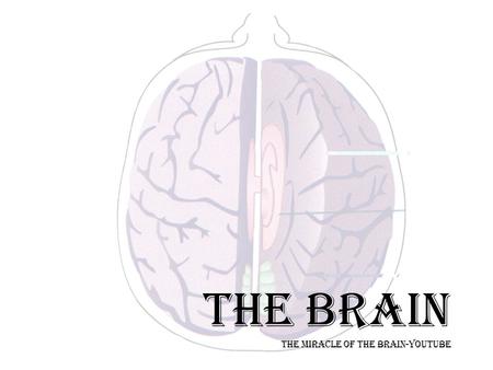 THE BRAIN THE MIRACLE OF THE BRAIN-YOUTUBE. OVERVIEW--NERVOUS SYSTEM Nervous System Central Nervous System Brain Spinal Cord (connects brain with PNS)